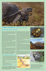 Gopher Tortoises: A keystone species, protecting other animals
