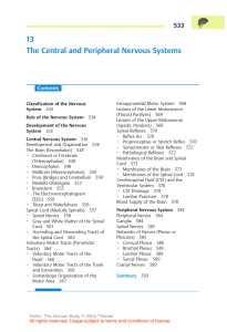 13 The Central and Peripheral Nervous Systems