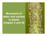 Movement of water and solutes in plants Chapter 4 and 30
