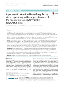 A pancreatic exocrine-like cell regulatory circuit operating in the