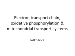 Electron transport chain, oxidative phosphorylation