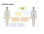 The Nervous System