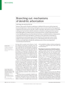 Branching out: mechanisms of dendritic arborization