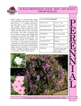 Ruellia brittoniana `Rosa` - Mountain States Wholesale Nursery