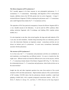 13 The Klenow fragment of DNA polymerase I Pol I actually appears