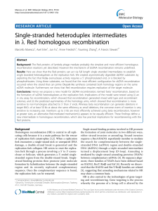 Single-stranded heteroduplex intermediates in l Red homologous