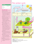 carbon cycle - hrsbstaff.ednet.ns.ca