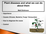 Plant diseases and what we can do about them