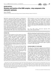 Structure and function of the GINS complex, a key component of the