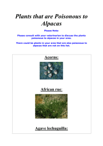 Plants That Are Poisonous To Alpacas