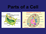 Parts of a Cell