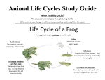 Animal Life Cycles Study Guide Life Cycle of a Frog