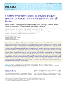 Severely dystrophic axons at amyloid plaques