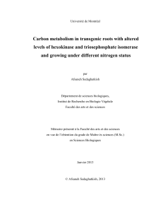 Carbon metabolism in transgenic roots with altered levels