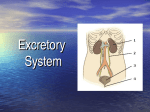 Excretory System