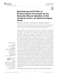 Spatiotemporal Profiles of Proprioception Processed by