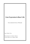 Gene Expression in Bone Cells