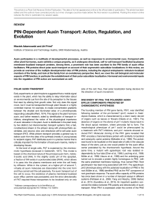 PIN-Dependent Auxin Transport: Action, Regulation