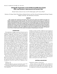 Cell-Specific Organization of the 5S Ribosomal RNA Gene Cluster