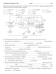 Cell Respiration DiagramSkit WS NEW