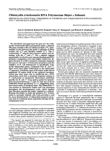 Chlamydia trachomatis RNA polymerase major sigma subunit