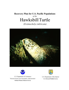 Recovery Plan for U.S. Pacific Populations of the Hawksbill Turtle