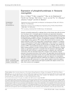 Expression of phosphofructokinase in Neisseria meningitidis