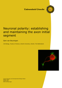 Neuronal polarity: establishing and maintaining the axon initial