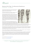 Muscles of the Thigh - Our Movement Powerhouse