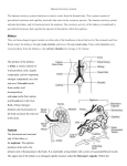 Human Excretory System The human excretory system functions to