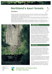 Northland`s kauri forests - Department of Conservation