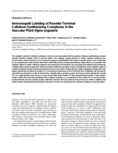Immunogold Labeling of Rosette Terminal Cellulose