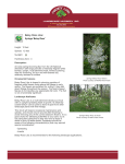 Betsy Ross Lilac - County Line Landscape Nursery