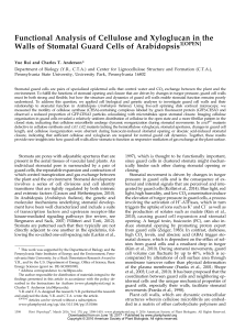 Functional Analysis of Cellulose and Xyloglucan