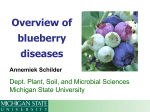 Overview of blueberry diseases - University of Missouri Extension