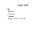 Knee joint