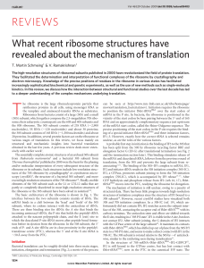 What recent ribosome structures have revealed