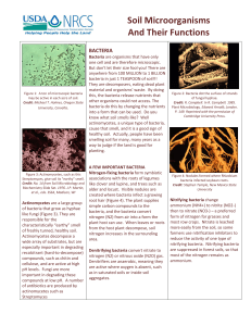 Soil Microorganisms And Their Functions