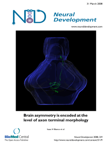 Brain asymmetry is encoded at the level of axon terminal morphology
