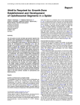 Wnt8 Is Required for Growth-Zone Establishment and Development