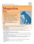 Megacolon - Milliken Animal Clinic