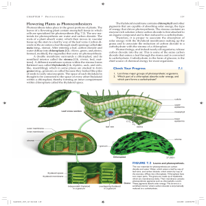 Flowering Plants as Photosynthesizers