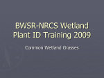 Wetland Plant ID Training 2009
