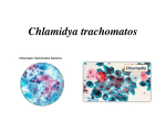 Chlamidya trachomatos