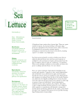 Sea Lettuce Burntcoat Head Park