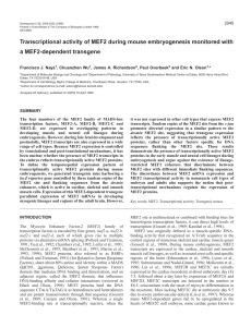 MEF2 activity during embryogenesis - Development