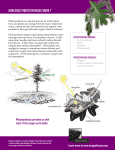 HOW DOES PHOTOSYNTHESIS WORK ?