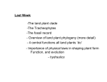 - Overview of land plant phylogeny (more detail)