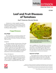 Leaf and Fruit Diseases of Tomatoes