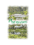 What is a mangrove